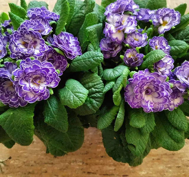 Blumenecke Ebert - Referenzen 
