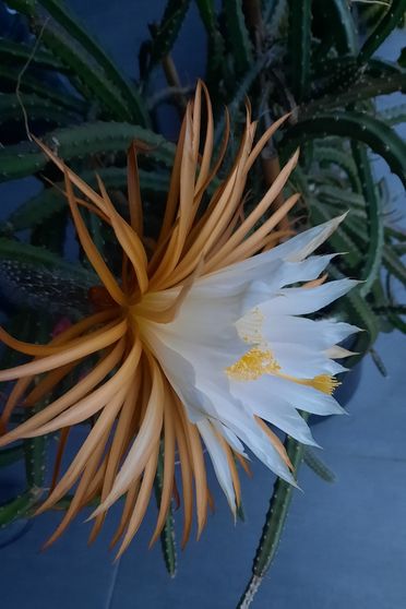 Blumenecke Ingolf Ebert | Pflanzen
