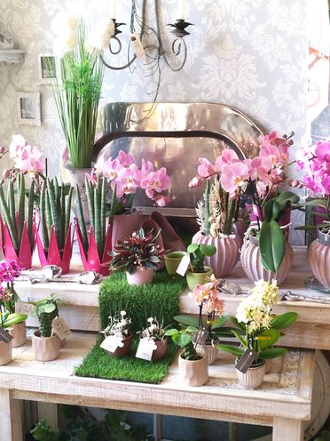 Blumenecke Ingolf Ebert | Pflanzen