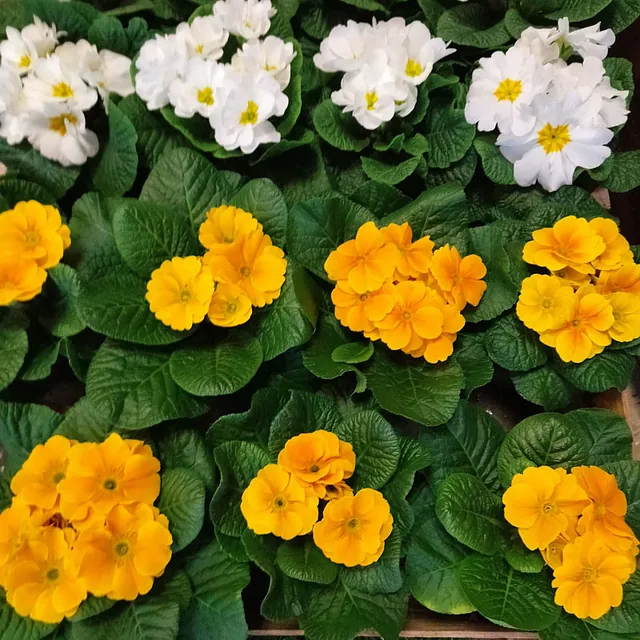 Blumenecke Ebert - Referenzen 