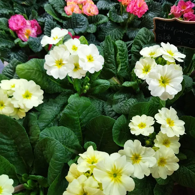 Blumenecke Ebert - Referenzen 