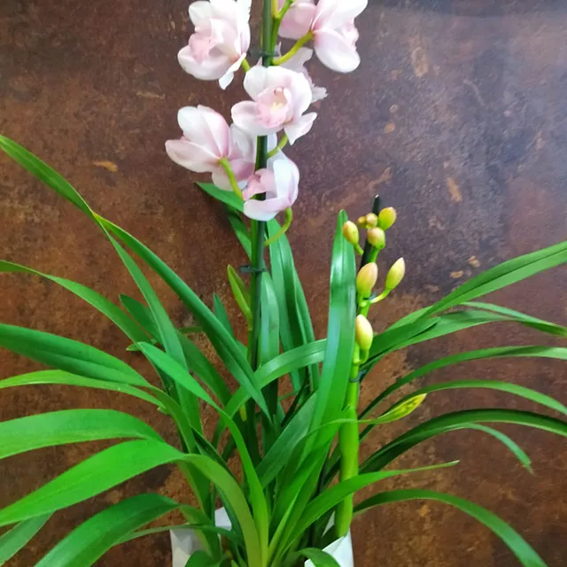 Blumenecke Ebert - Referenzen 